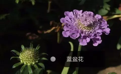 150种鲜花图谱大全，挑战你的识花能力！-图6